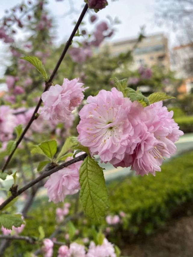 舒卷烟霞自掩映，半山芳菲绕窗棂 ——开元邀你来赏花（一）