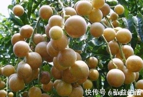 黄皮|止咳王被发现了,常吃此果,让你摆脱咳嗽烦恼