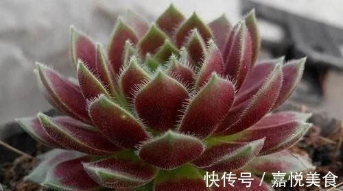 香气|超惹人喜欢的4种花,香气四溢,花期达半年