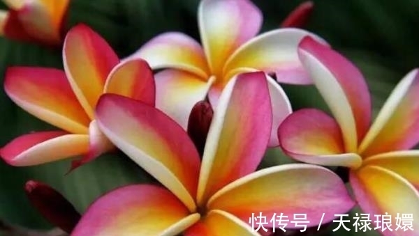 戌年|生于3个时辰的属狗人,命好到老天爷都嫉妒,看看你家有吗?