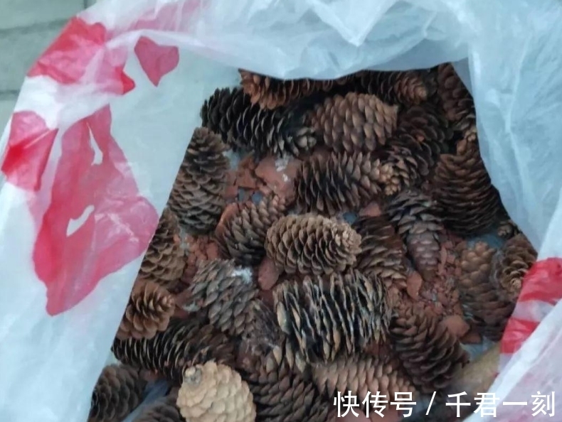 家庭|家庭养花,在盆底垫上这4种小东西,盆土透气又透水!