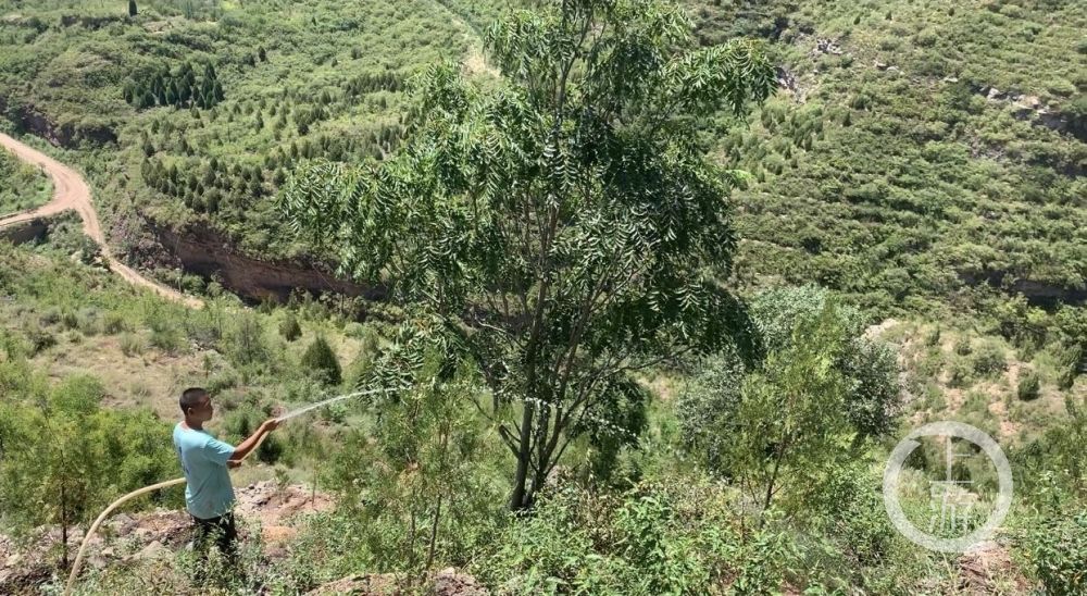 宜川县|延安有支悬崖种树队：17年种树百万棵，让黄土高原“披绿衣”