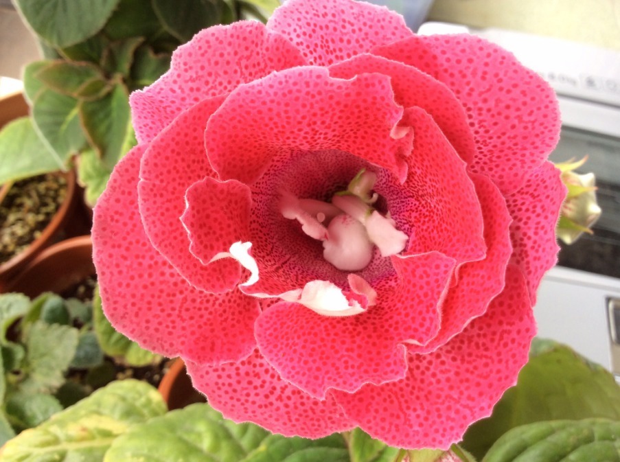 营养物质|不是“牡丹”胜牡丹,非常容易养活,客厅放两盆,花艳量多很美丽