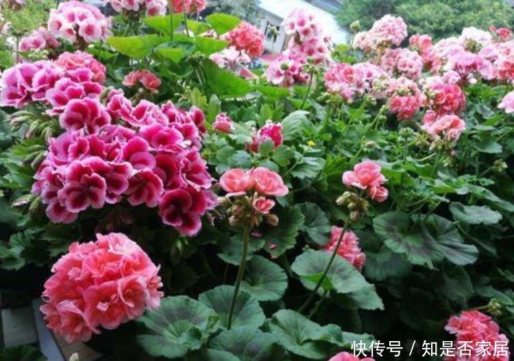 家里必养“4种花”,好养又漂亮,开花漂亮花期长,谁养谁喜欢
