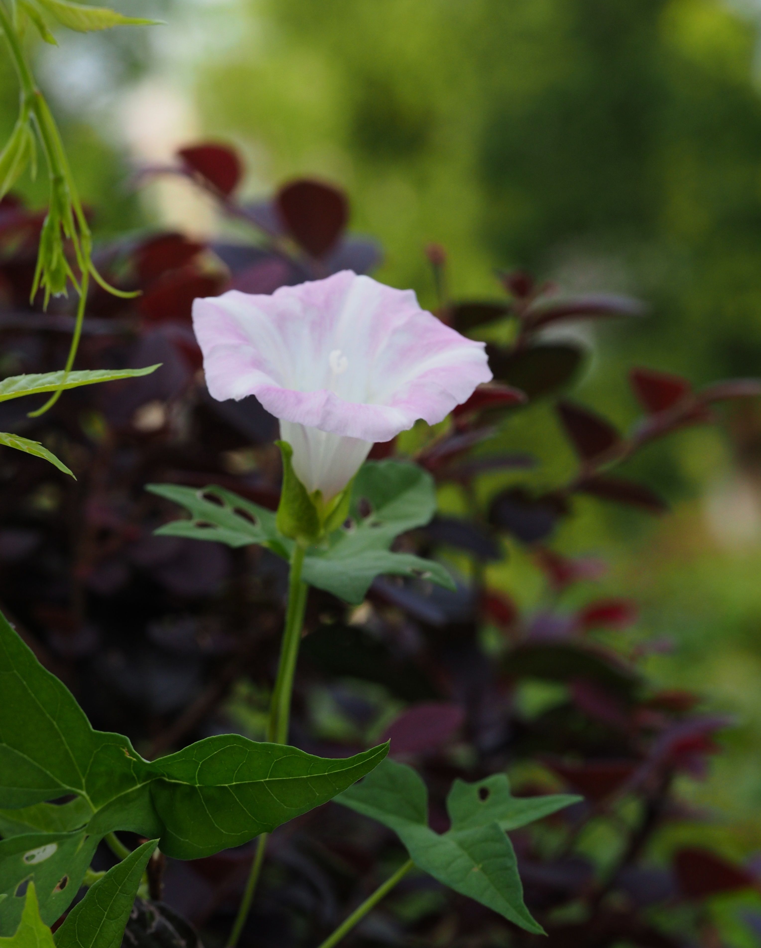 打碗花，白里透粉，象征着干净和纯洁