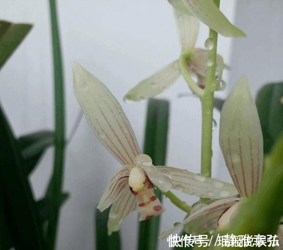 兰花不开花，反而焦叶，几个办法瞬间绿油油