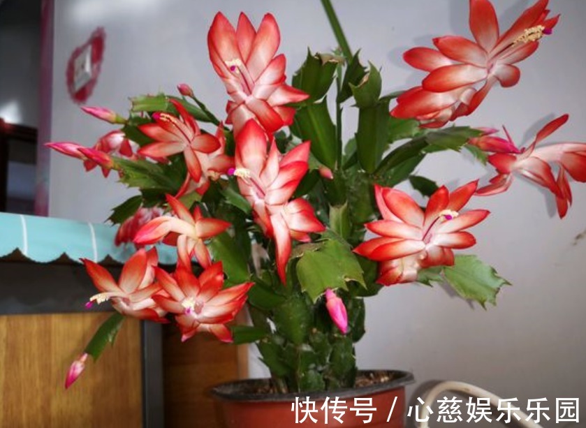 肥料|养自根蟹爪兰，常见问题有“5个”，知道原因，自己就能解决