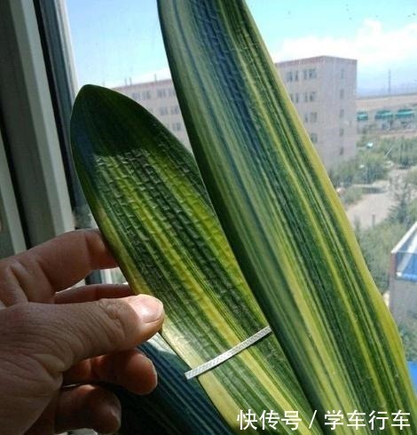 李大爷养花,真厉害,养啥“旺”啥,到底用了什么“好方法”!