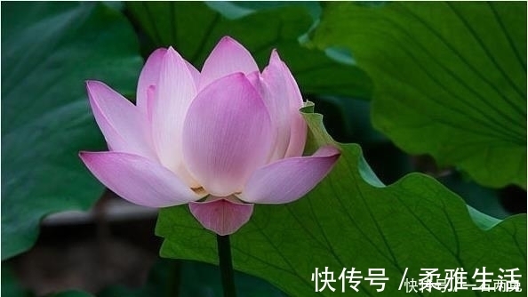 有福气|最有福气的4种脚相，此生衣食无忧，脚底踩黄金大富大贵！