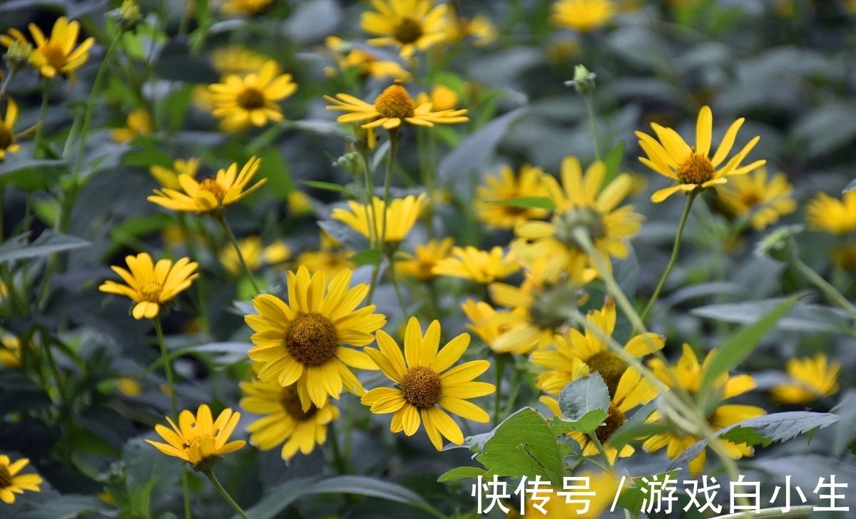 中平中仄仄平平&七律.墨朱远近赤黑离