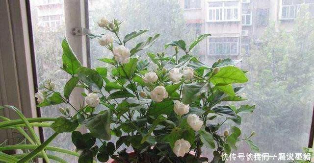 养茉莉花,只用了一个小诀窍,花开的又多又香,太赞了