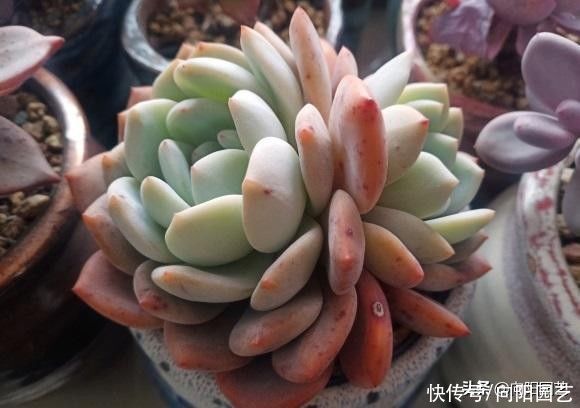 黄土种多肉，属实是“挑战”，多肉都买了，还差买点土？别抠搜