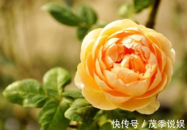 喜欢菊花，不如养盆“优良玫瑰”朦胧的朱迪，水果香味，四季开花