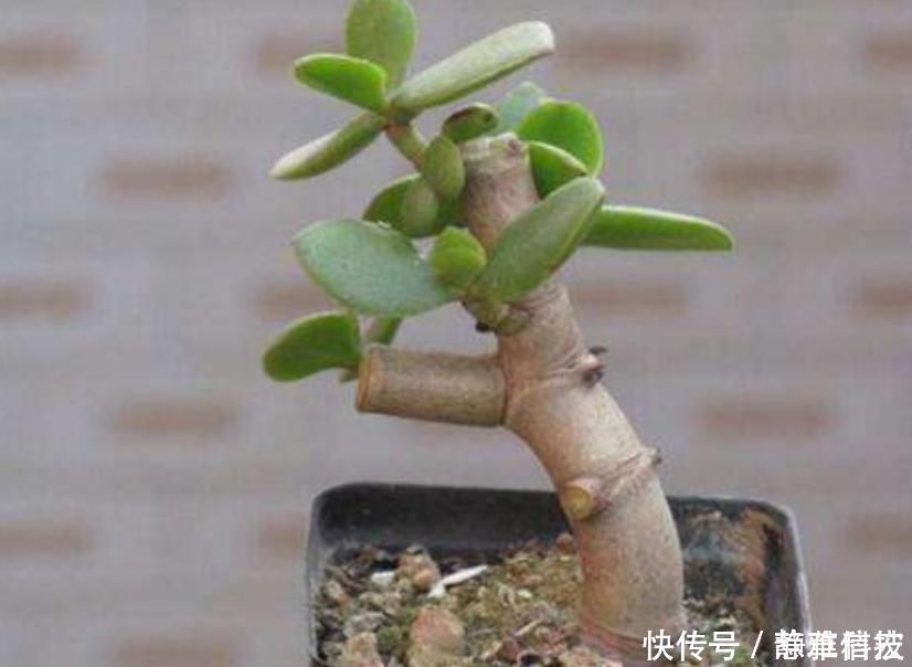 家中养这“2种”树,能快速木质化,制作老桩“盆景”时间短