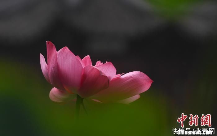 荷花|杭州西湖荷花进入盛花期“映日荷花别样红”已是靓丽风景