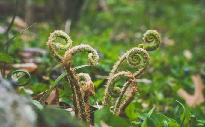 棕榈树|农村这4种野菜,见过的人很多,吃过的人很少,看看你吃过几种
