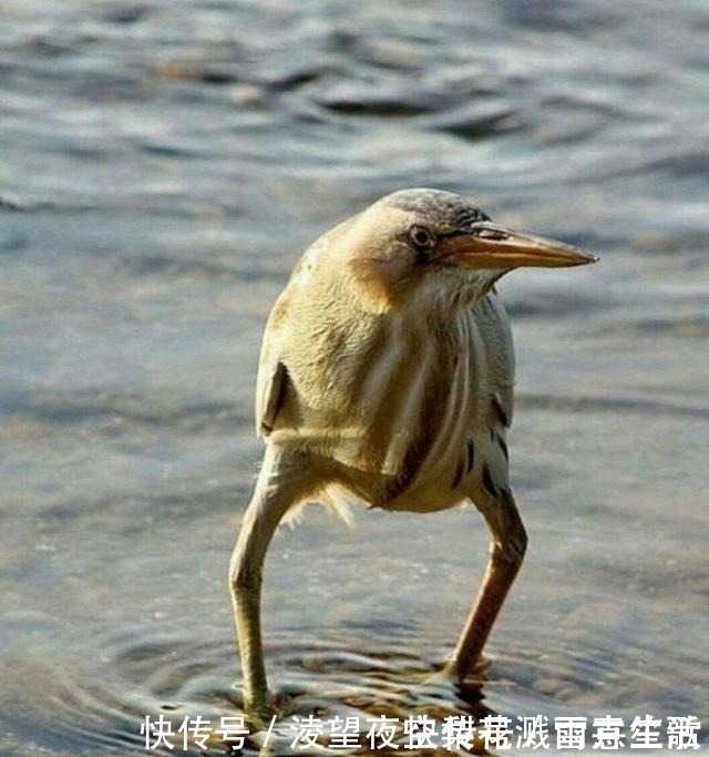 ev小长假不看点沙雕图怎么过!这世上竟有如此沙雕的手办!