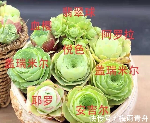 最像玫瑰花的8款多肉,小球玫瑰颜值最高,山地玫瑰最好养