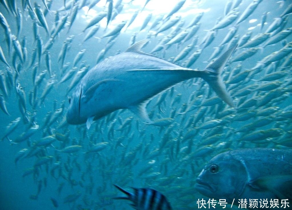 海洋 陆地和海洋是三七分,倘若将其比例互换,结果会如何