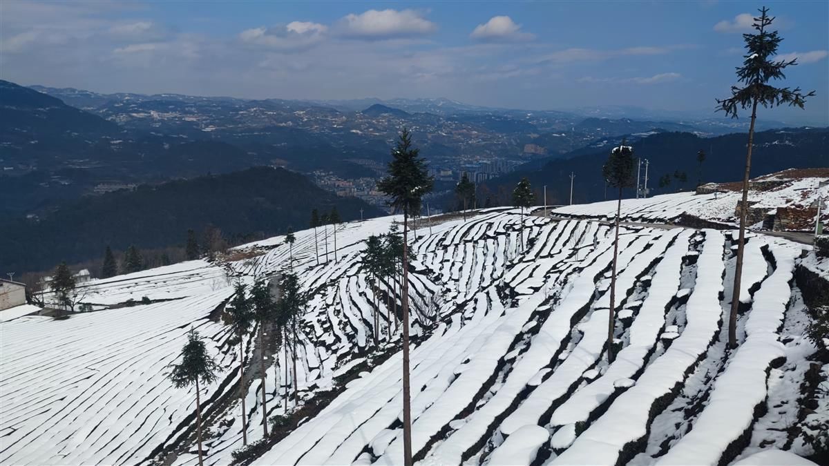 国贸集团|五峰万亩茶园绝美雪景引来众多游客