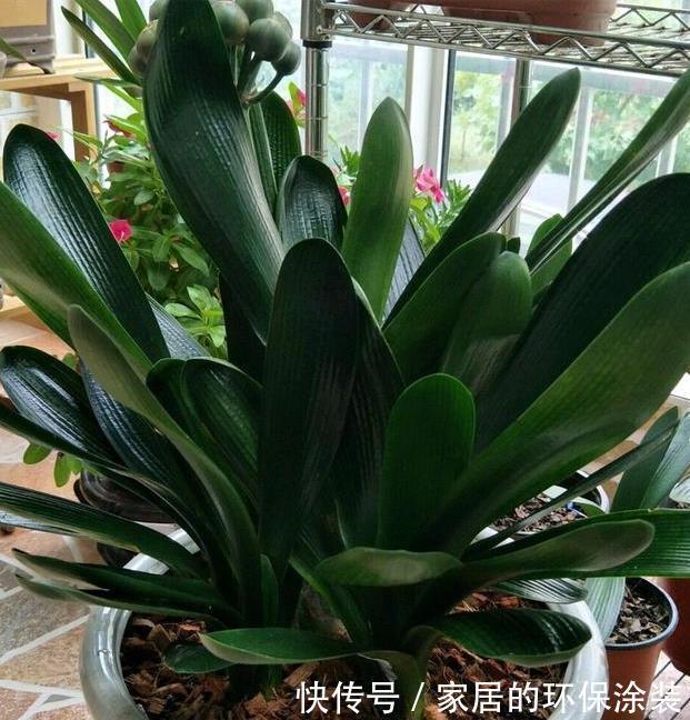 养君子兰，把这几样东西丢盆里，花朵、新芽不停冒，叶子油亮亮