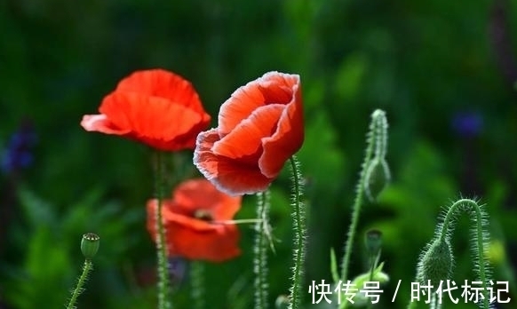 事业|国庆后，桃花拂面，好运接踵而至，事业爱情双丰收，幸福向你招手