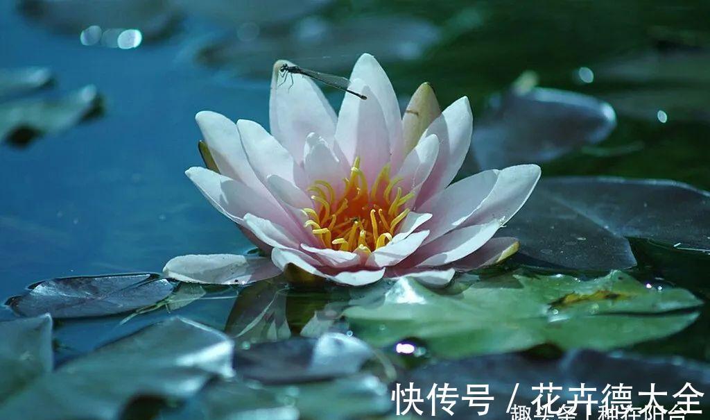 水深|“水中女神”睡莲的生长期档案，在最恰当的时机栽种与收获！