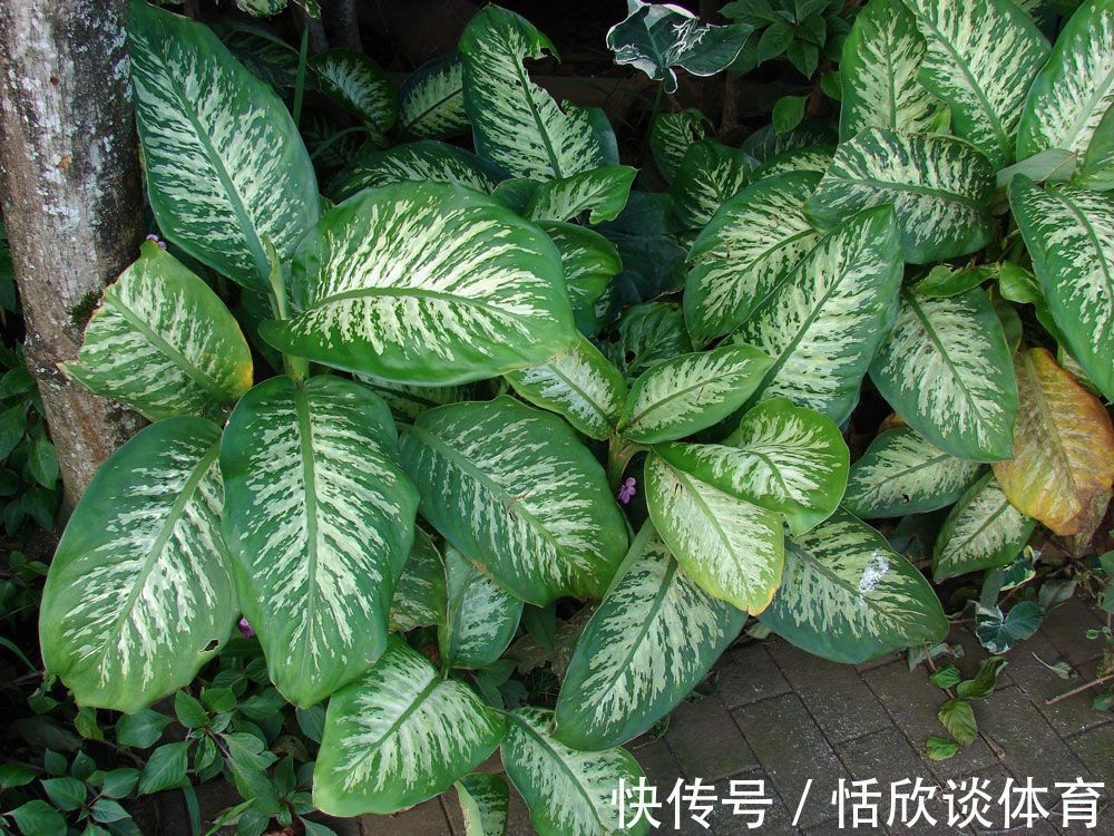 花开惊艳的8种“大毒花”,连叶片都带毒,家里若养着,光看别动