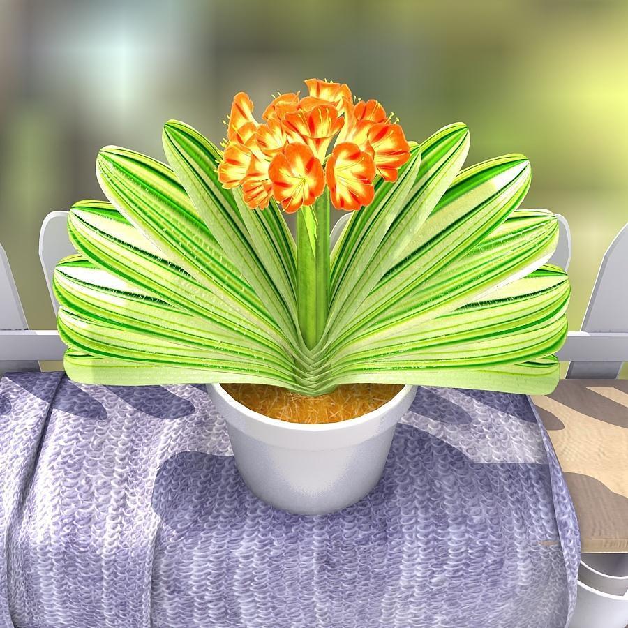 福音|养君子兰加点料，叶片绿油油长得旺，懒人的福音！