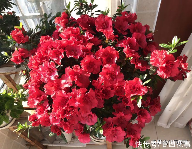 春节买的杜鹃花，容易“花后死”，做好3方面，每年开花不用买