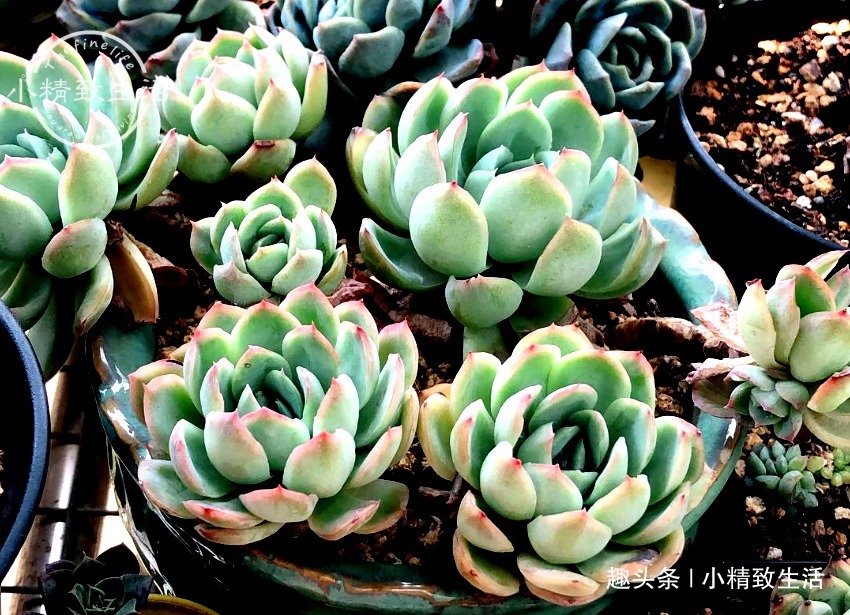 养多肉，土和水是基本，3种土不能用，6种水不能浇，记清楚了