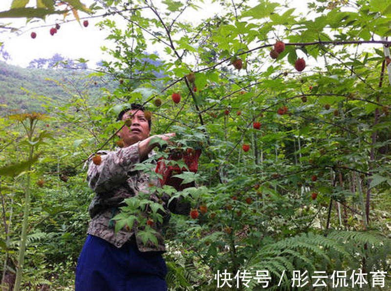 大棚|儿时爱吃的野果,如今已上市,一斤52元,却很少人规模种植