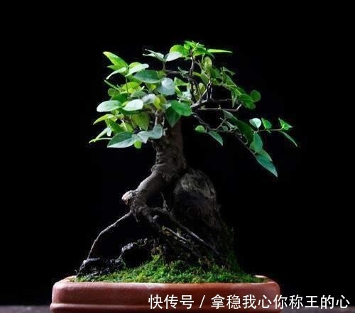 观赏性|2种名贵的盆景树,观赏性高价值不菲,能养的家庭不一般!