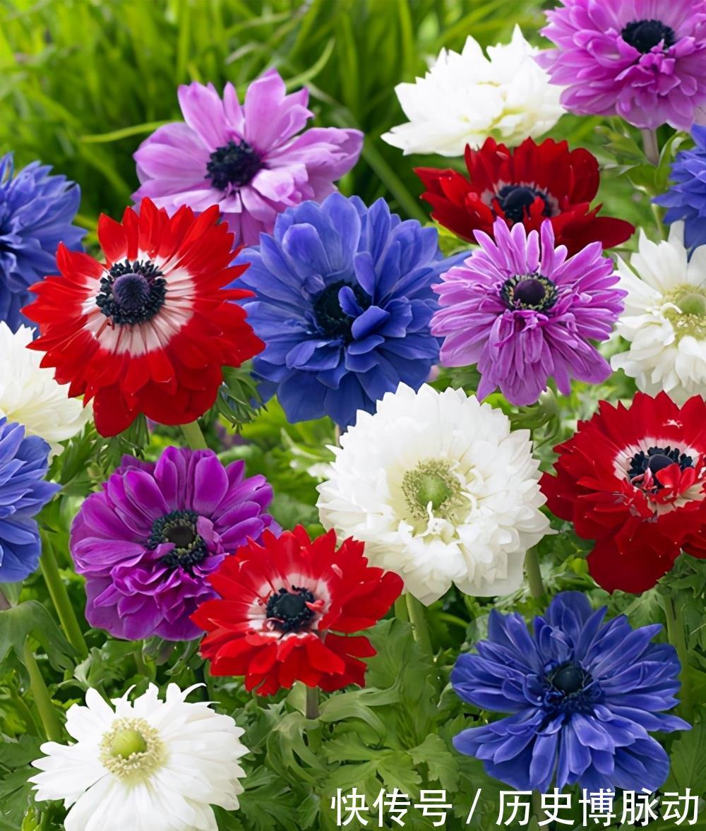 5种适合早春入手养殖的花卉,分享给大家,一起看一看