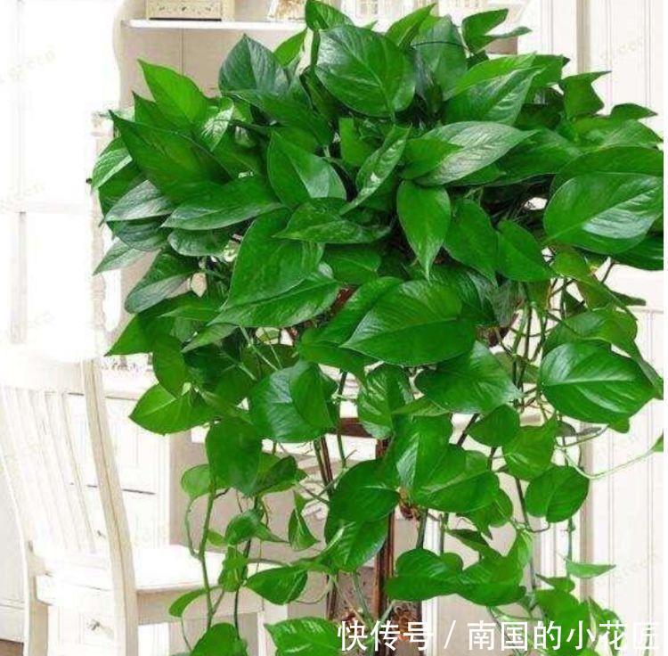 4种花是懒人的最爱,有阳光就爆盆,空气变清新,比啥都强!