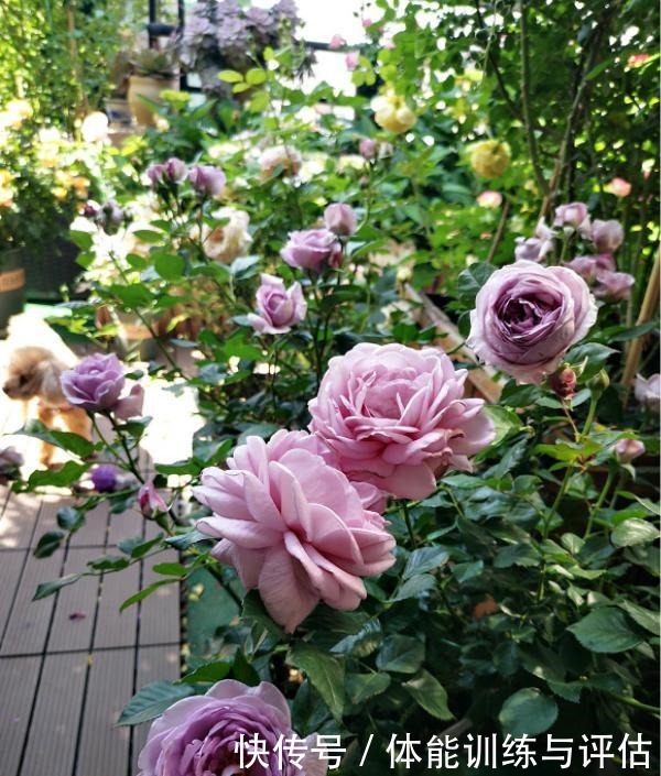 他痴迷养花,露台养了100多盆花,盆盆美爆,惊艳全小区!