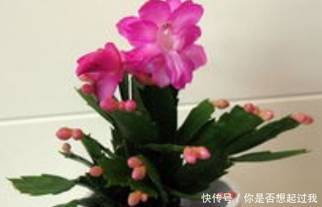 这三种花号称繁殖机器,养上一盆轻松变出百盆,真是太省钱了