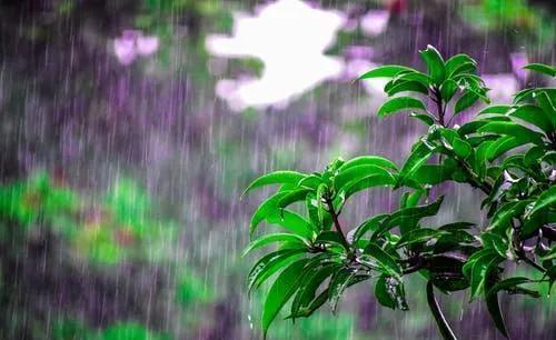 下雨天,这些花快扔出去,淋一淋,呼呼冒新芽,花开一大盆