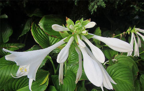  玉簪花|此花是中国名花，花叶俱美，香味宜人，好养易活，是盆栽佳品