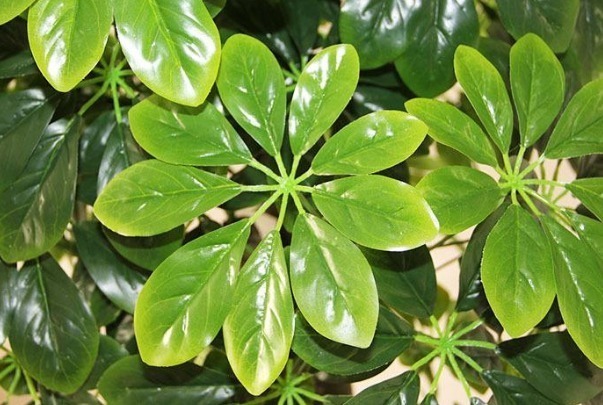 金铖木|财神爷最喜欢的几种花,最适合养在家中,能够改善家里的气运!