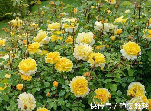 此花卉漂亮，仙气十足，花香怡人，花期长花量大，好养，盆栽佳品