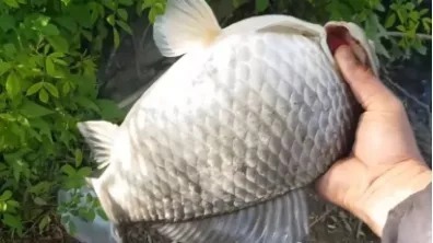 秋天钓鲫鱼,大板鲫就藏在这8种地方,找准了保你钓得爽歪歪