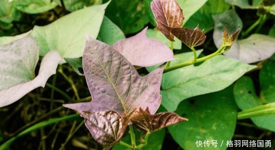 中国|一棵由海员偷回的藤,曾拯救过上亿中国人,是现在常见的一种小吃