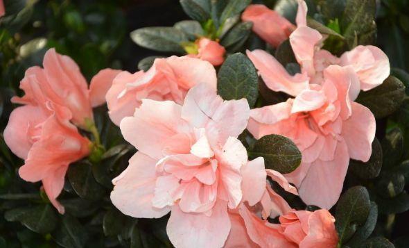 家养|从8月27日开始，家养此款花卉，花色鲜艳夺目，美不胜收