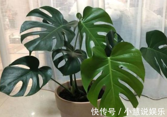 有钱人尤其喜欢养这3种花，家里一片绿油油，日子会越过越顺！