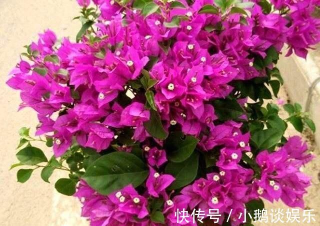 种花|“7种花”适合养家里，一年四季都能养，开花迷人，一盆养好多年