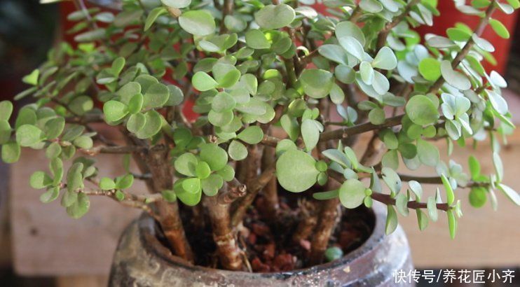 金枝玉叶夏季有“四怕”,养好了枝繁叶茂,养不好哗哗掉叶子