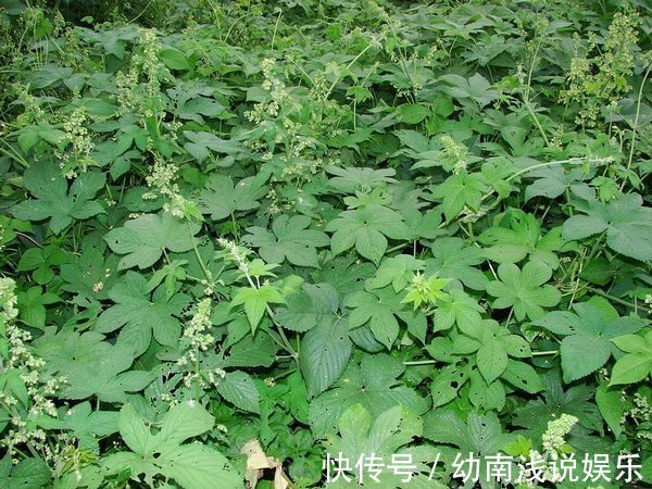 人的一生|鄉村普遍的一種雜草，是“皮膚發癢”的天敵，一涂迅速就奏效