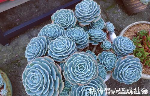 法师|5种大型多肉,小盆养长不好,大盆种长满盆,个头比脸大!