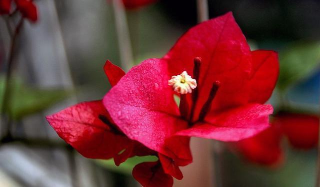 适合庭院养护的4种花,蹭蹭爬满墙,耐热又耐寒,四季开花不断